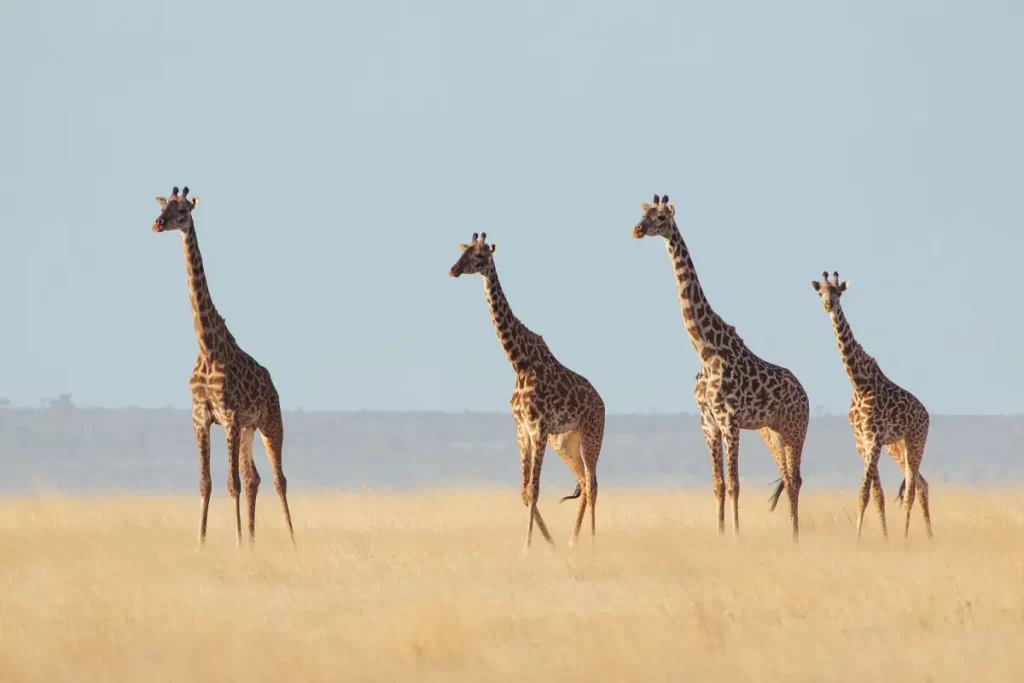 Giraffe facts: Giraffe group