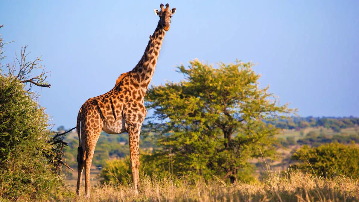 Top 10 Giraffe Facts - Our Planet