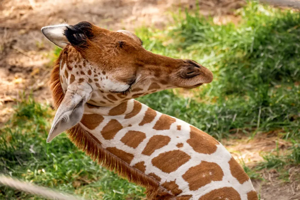 A sleeping giraffe