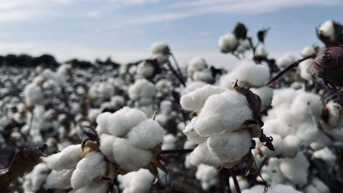 Bioengineered cotton could help solve world hunger