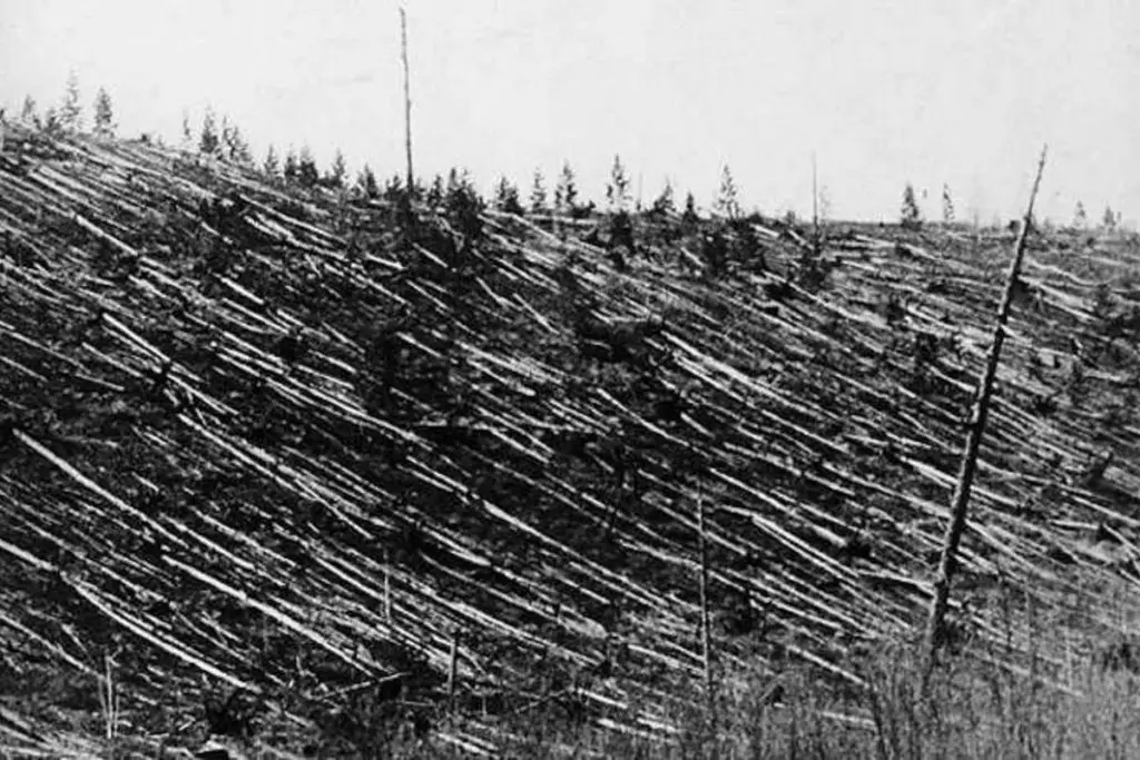 Tunguska event: dead trees