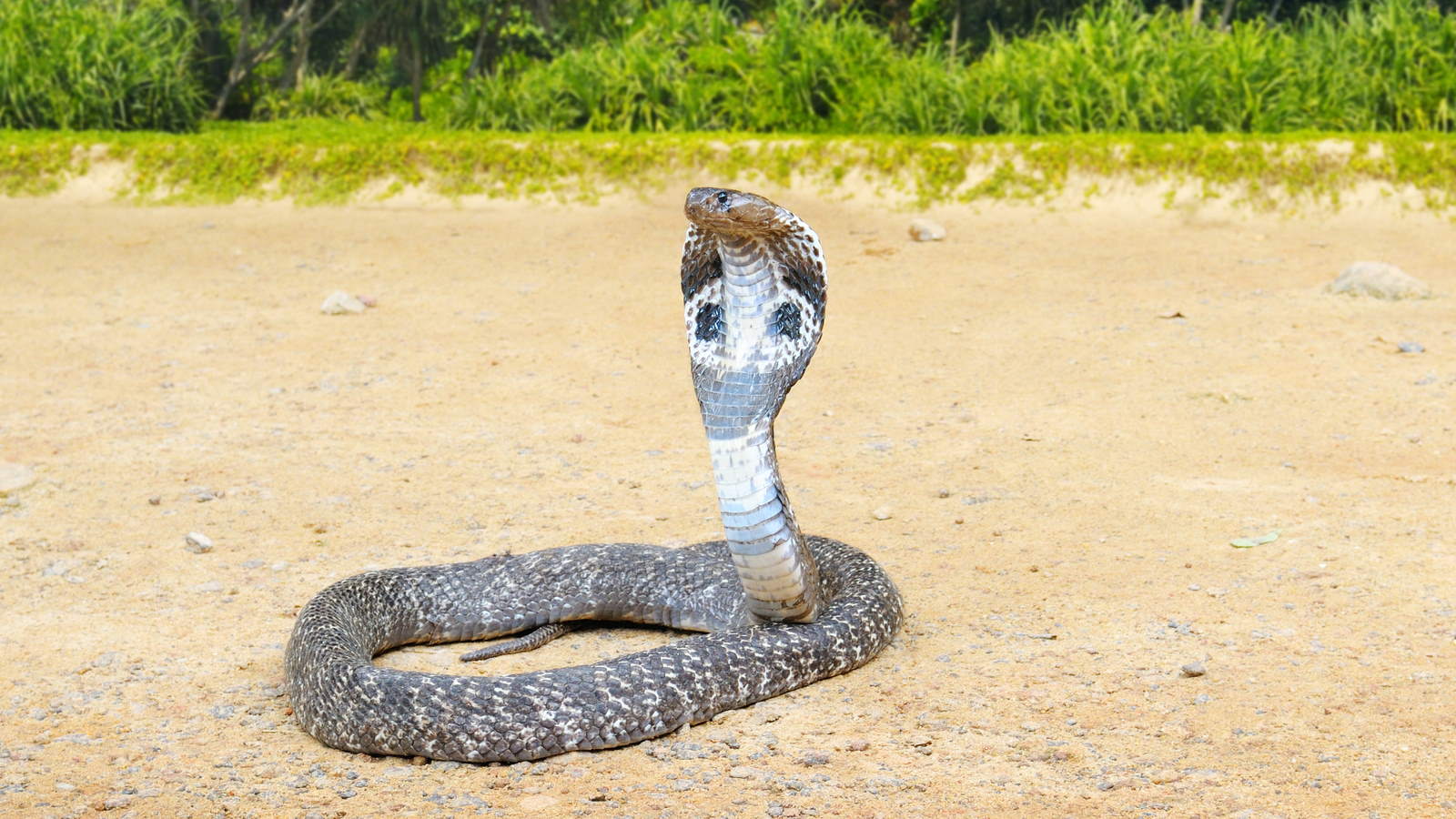 Where Do King Cobras Live? - WorldAtlas