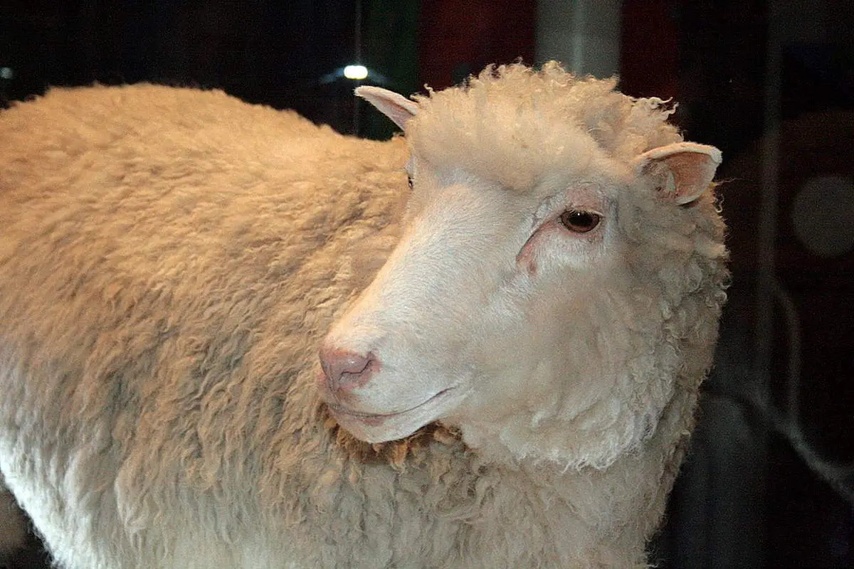 Dolly the cloned sheep in her stuffed form