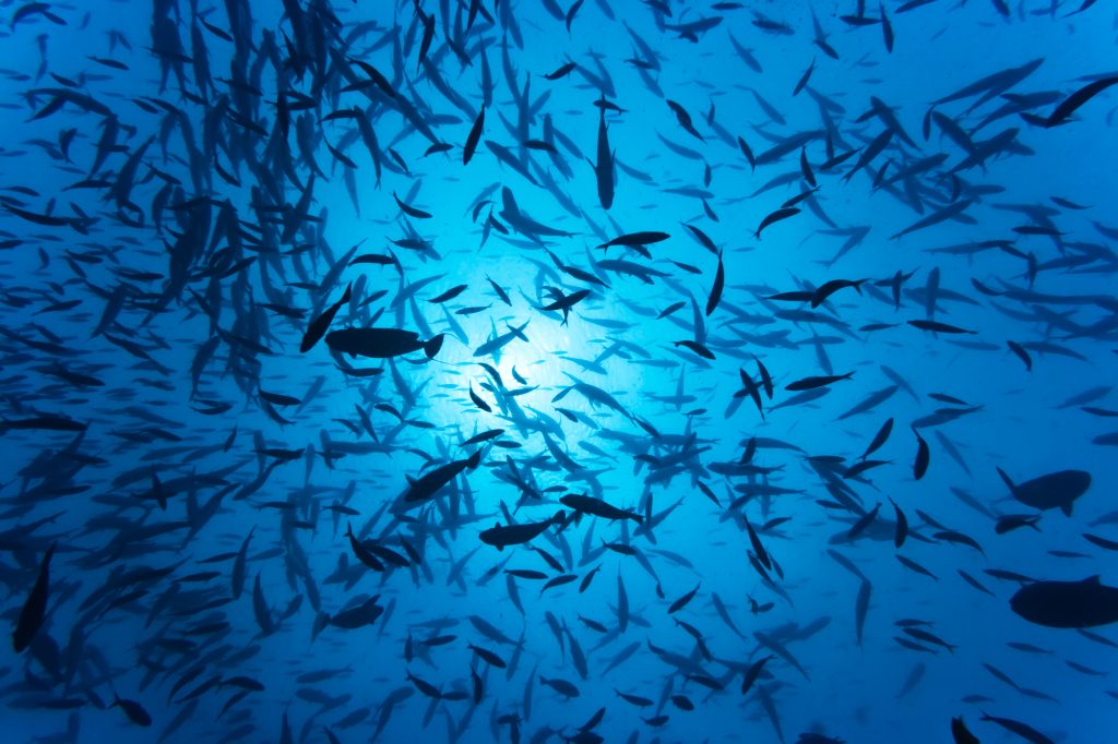 Fishes
