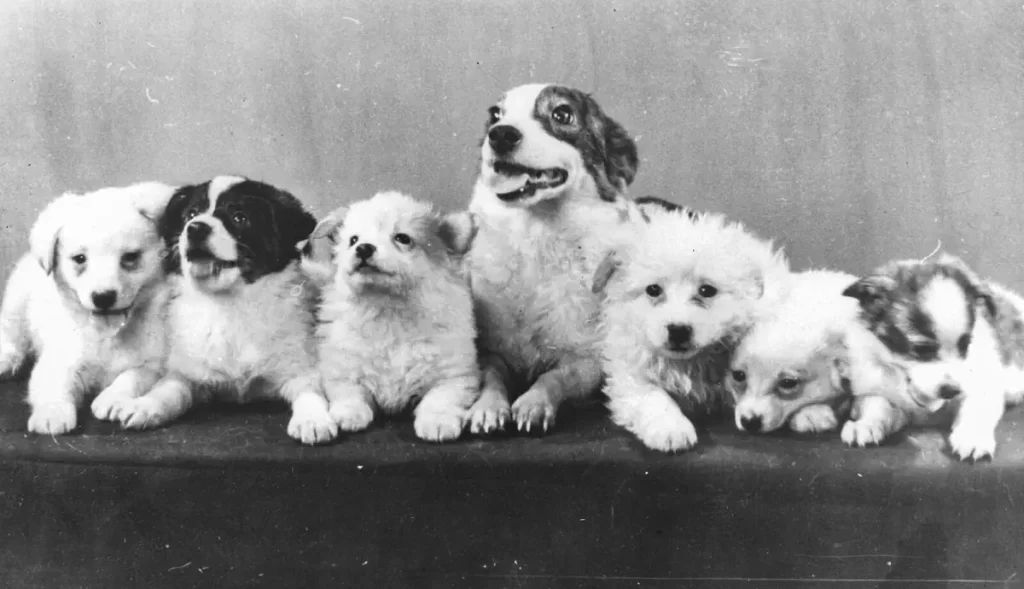 Strelka, the Soviet space dog, and her puppies