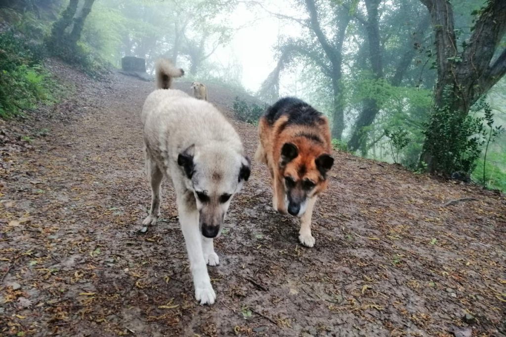 Dogs in a misty forest. Abnormal humidity levels make dogs susceptible to pulmonary inflammation.