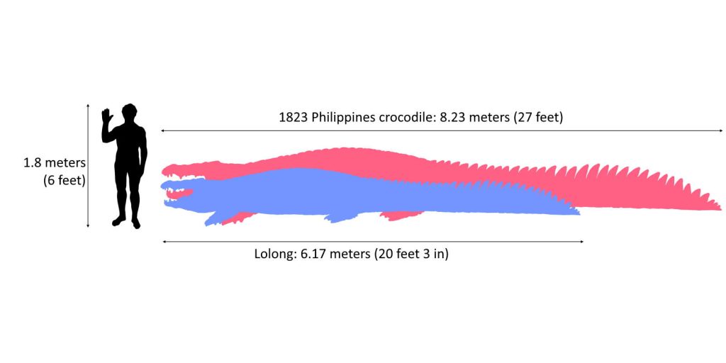 Crocodile bigger than Lolong: Size comparison