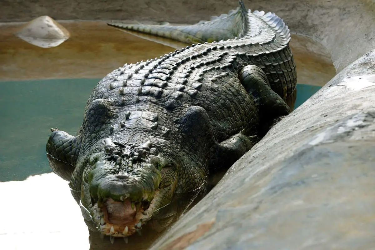 10 Largest Crocodiles Ever Recorded