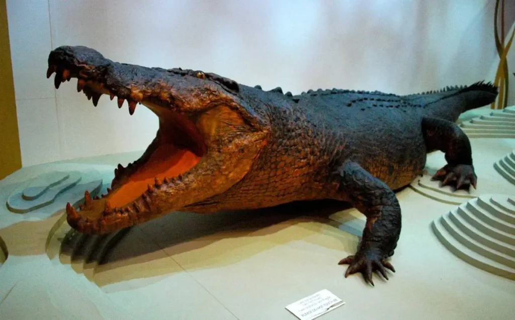 Largest crocodiles ever recorded: Sweetheart