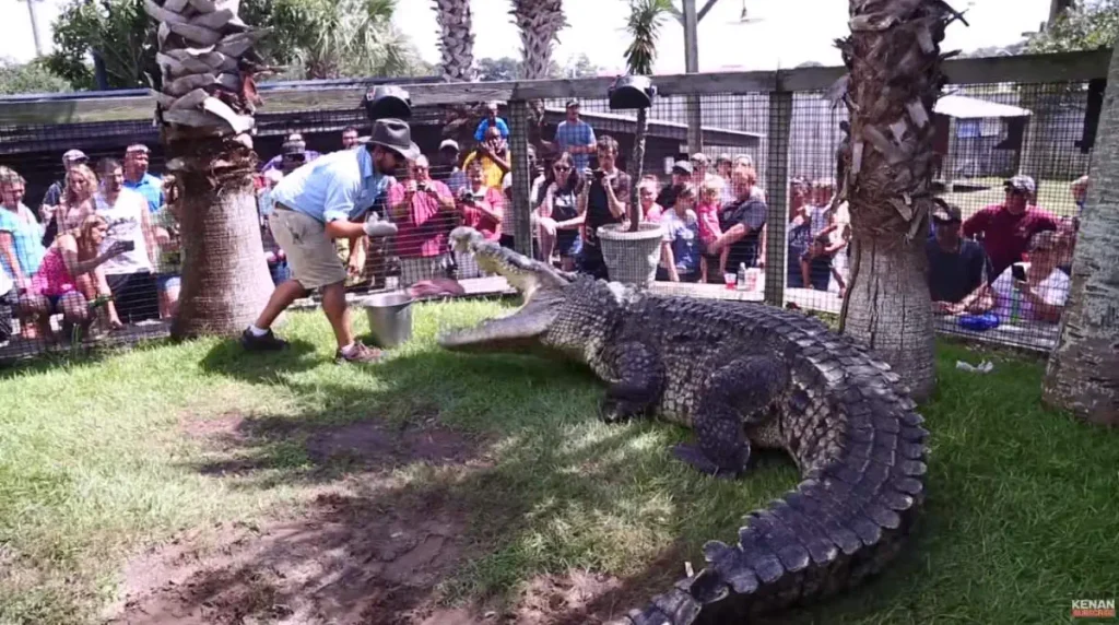Largest crocodiles ever recorded: Utan