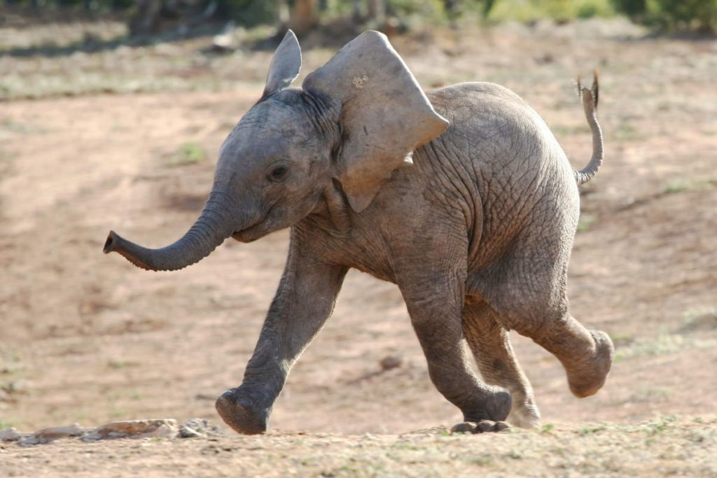 A running baby elephant