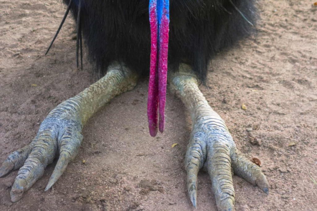 Double-wattled cassowary claws