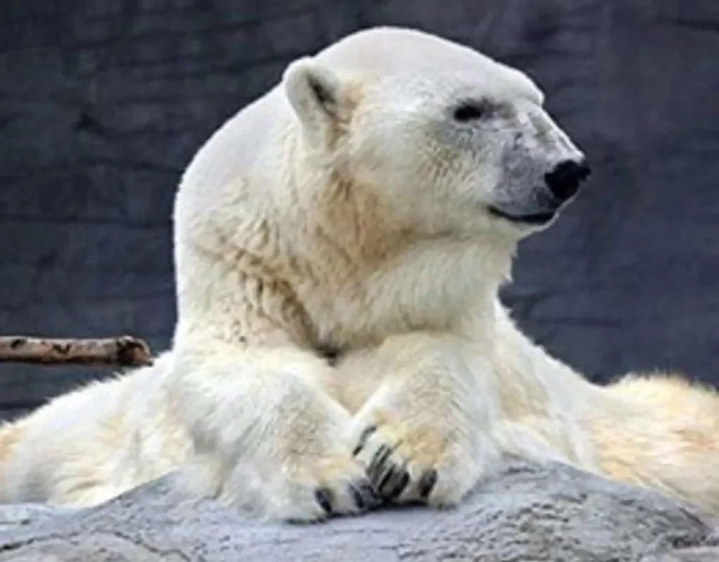 Debby, the oldest polar bear