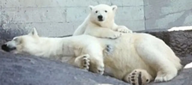 Debby with one of her cubs