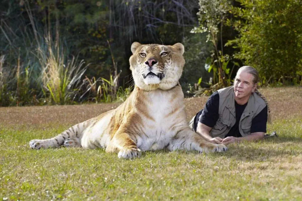 Hercules the liger - the largest living cat in the world