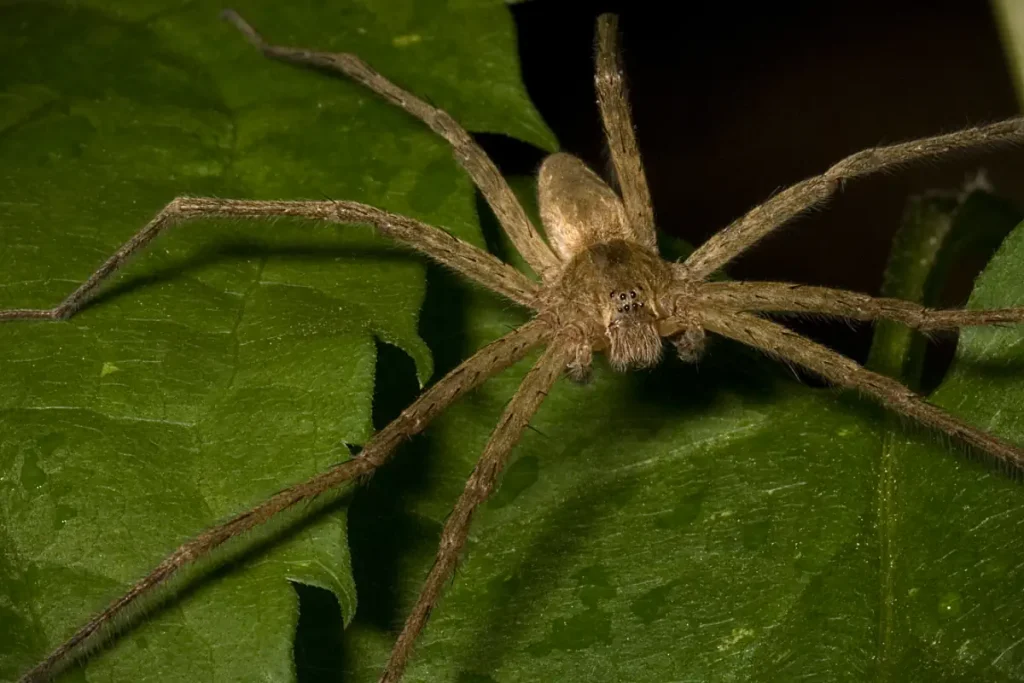 Giant huntsman spider is the largest spider in the world by legspan