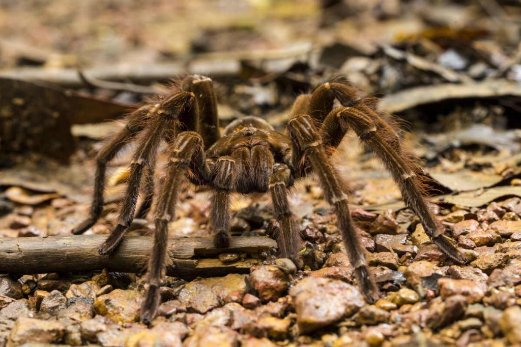 Goliath birdeater (Theraphosa blondi) is the biggest spider in the world