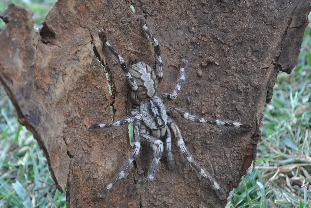 Poecilotheria rajaei (popularly known as the face-sized tarantula)