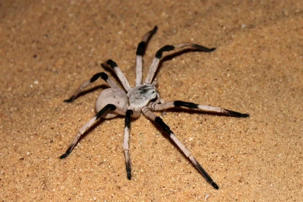 Biggest spiders list: Cerbalus aravaensis