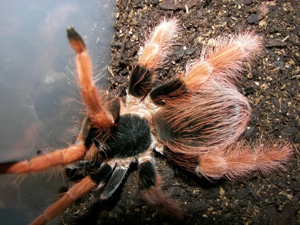 Colombian giant tarantula