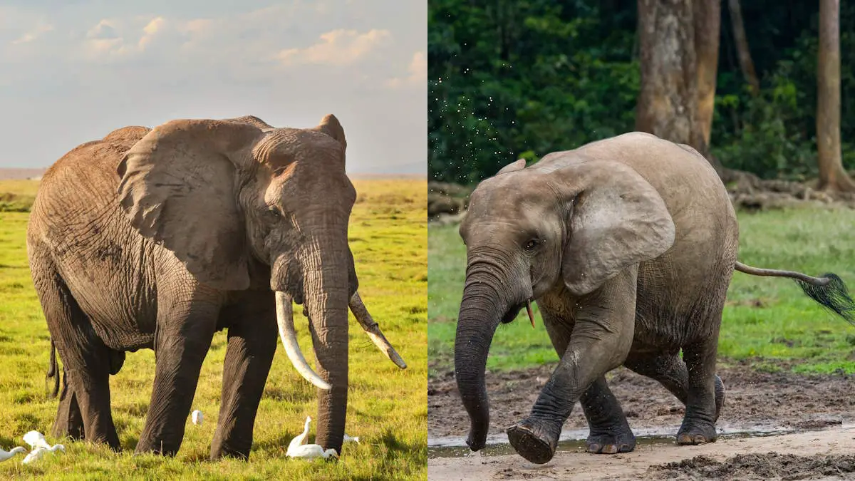 African Bush Elephant vs African Forest Elephant: 15 Differences ...