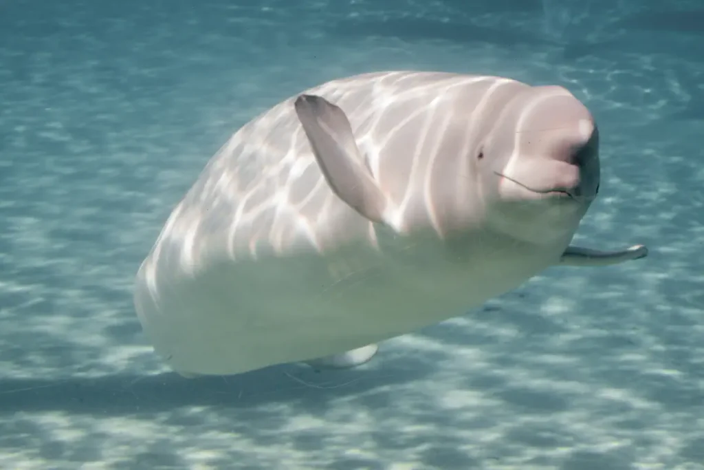 Beluga whale (Delphinapterus leucas) in an aquarium