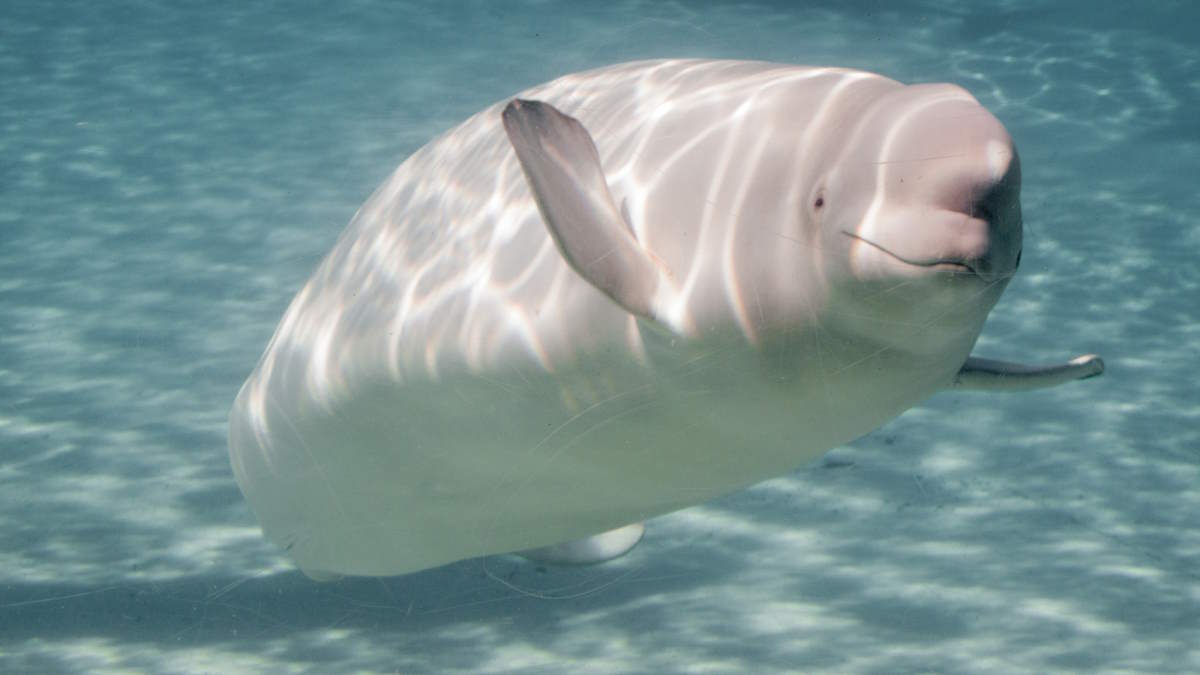 Beluga whale (Delphinapterus leucas) in an aquarium
