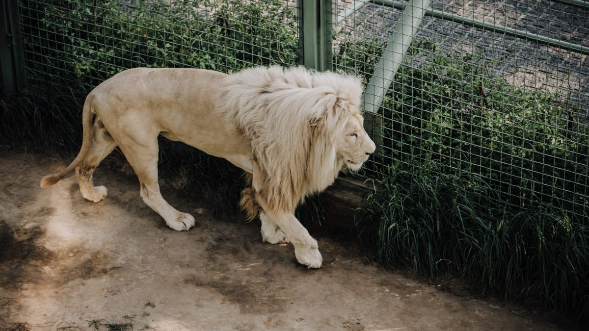 An African male white lion in zoo