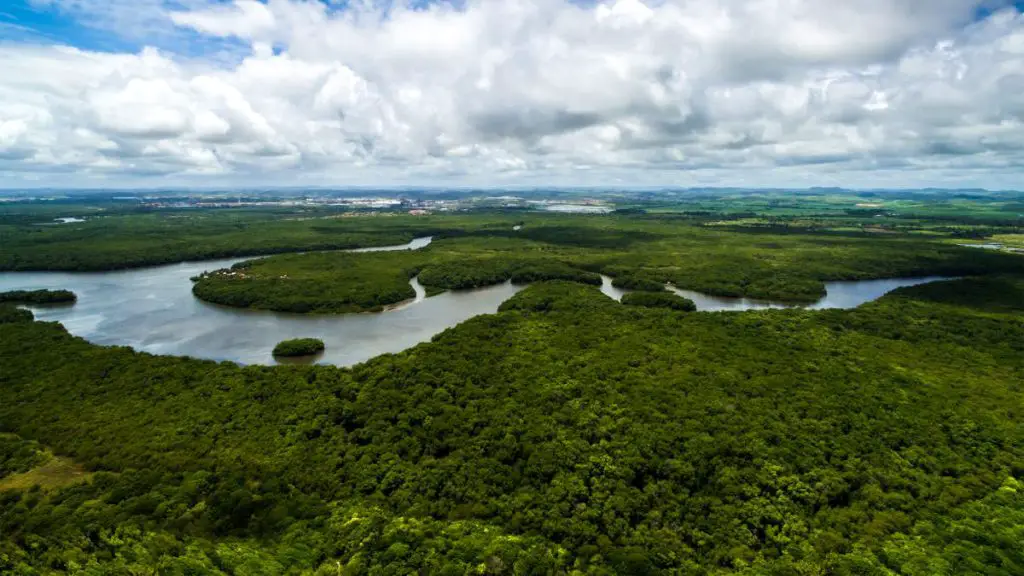 Aerial view of Amazon rainforest