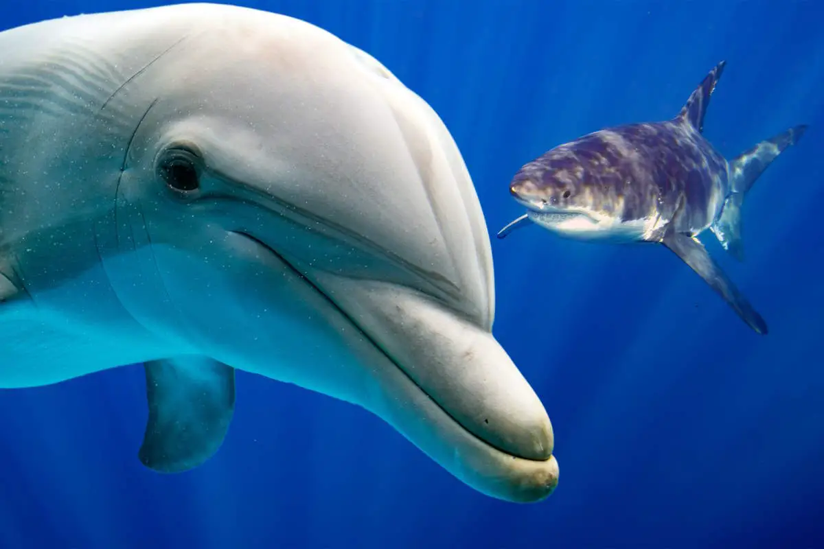 Are Dolphins Secretly Related To Sharks The Science Explains - dajwm3a
