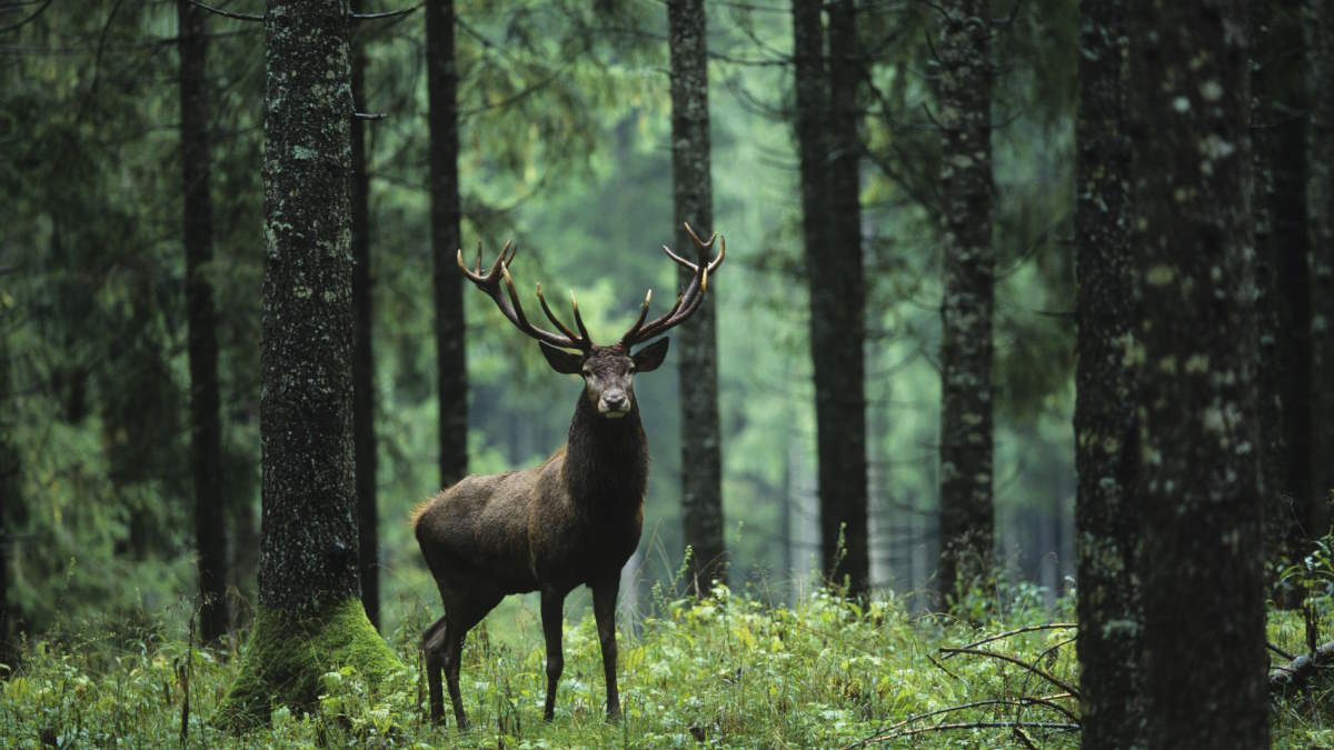 Elk in Forest
