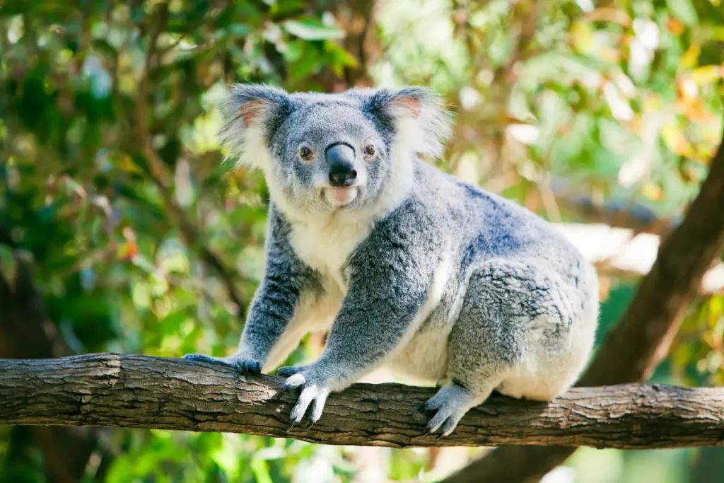 Animals with misleading names: A cute koala in its natural habitat of gumtrees