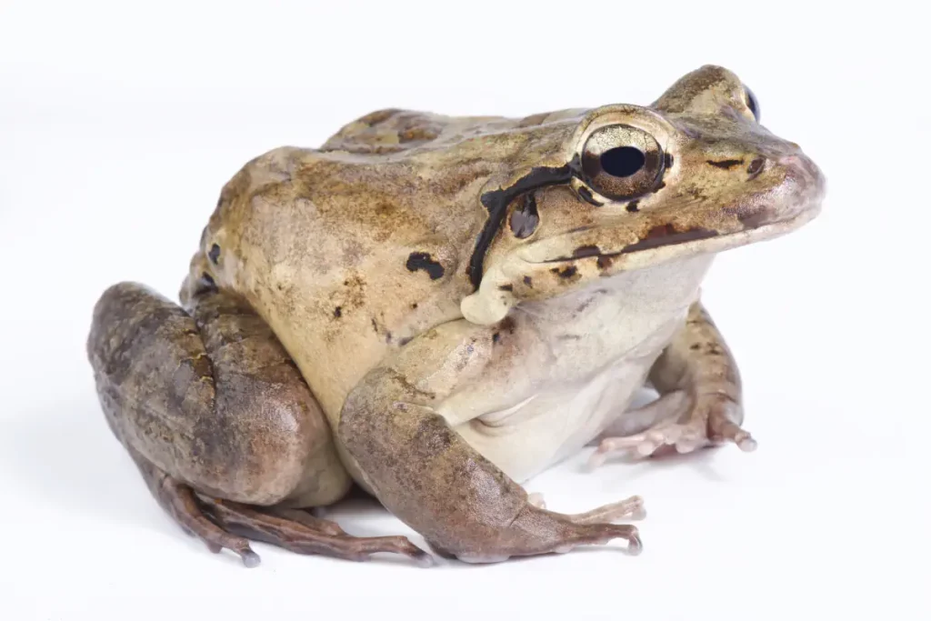 Animals with misleading names: Mountain Chicken (Leptodactylus fallax)