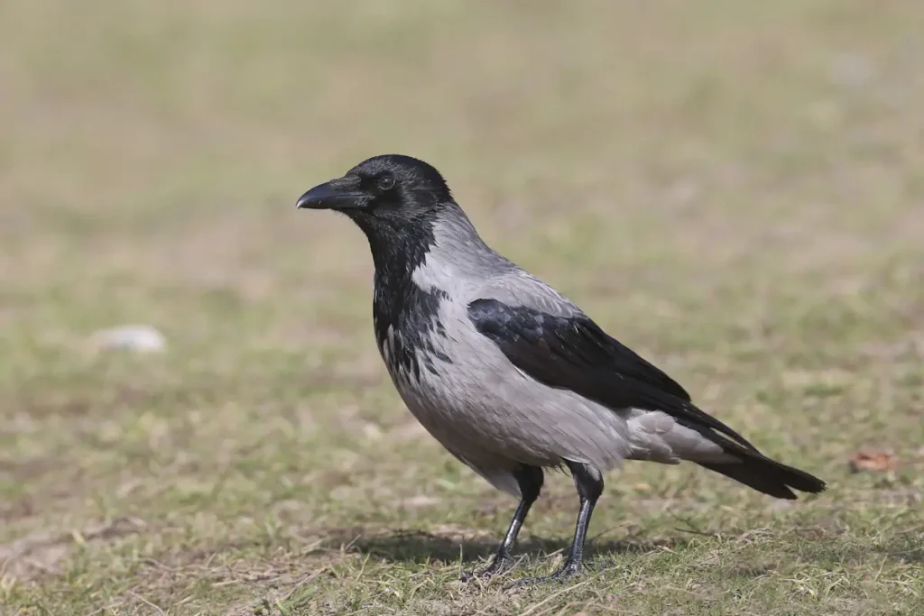 Hooded crow