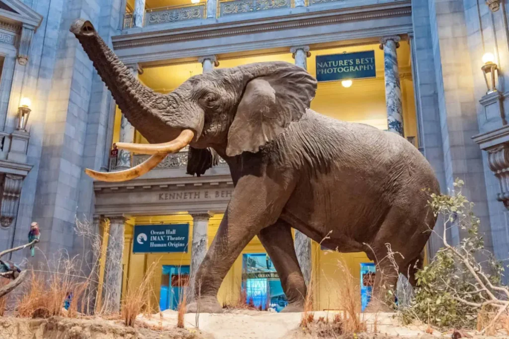 Henry, the largest elephant ever recorded, is prominently displayed at the Smithsonian National Museum of Natural History.